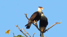 Crested Caracara above the beach and sea