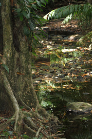 Los Laureles Forest Hike