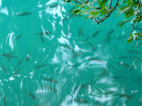 Lake Bled