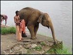 Elephant Washing