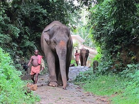 Elephant Washing