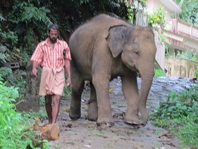 Elephant Washing