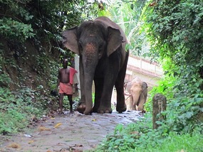 Elephant Washing