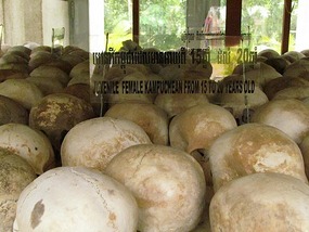 Killing Fields