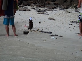 Monkey drinking sprite !!