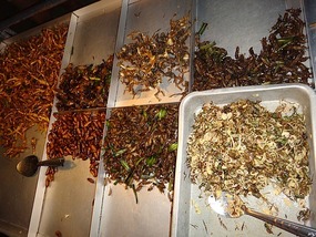 Street food cart selling bugs