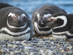 Penguins