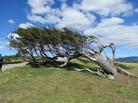 Windy trees grow like this