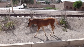 Horse riding 