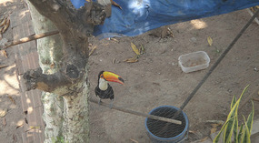 Terry the Tucan