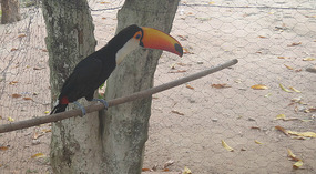 Terry the Tucan