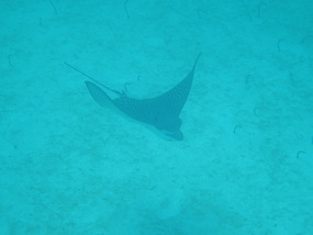 Eagle Ray