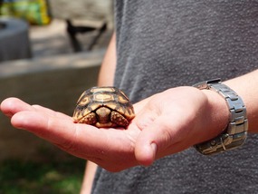 Schildpadje gevonden