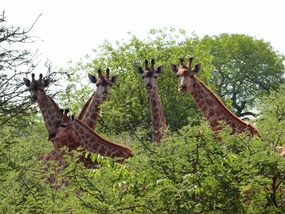 De juveniele