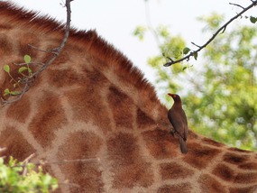 De tekeneter van de giraffen
