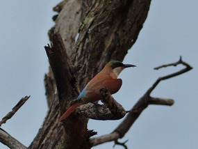 Geen idee welke soort vogel