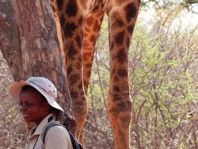 Hé Portia. Ja? Giraffe. Waar? Achter je.
