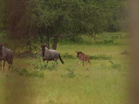 Baby gnoe in het andere reservaat