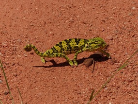 Kameleon (dezelfde als op de vorige foto)