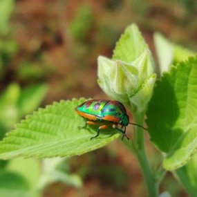Christmas beetle