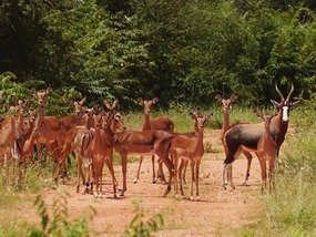 Day 342: They still think I'm an impala