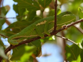 Kameleon