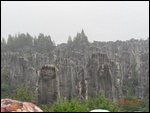 Stone Forest