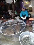 Really Fresh Fish