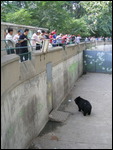 A Tibetan Teddy