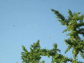 Kites at the Temple of Heaven