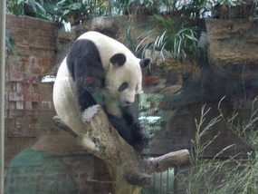 A Panda