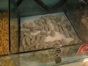 Dried Sea Cucumbers