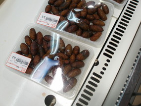 Grubs