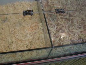 Small and large dried shrimp