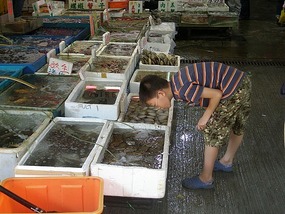 Checking out the fish before the ferry.