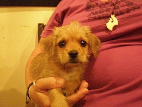 Fluffy in Tamarind