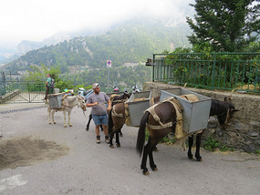 Donkeys at Nocelle. above Positano