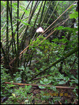 Jungle trek