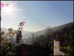 Jungle view