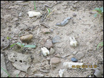 Bones and teeth scatted around the grounds