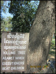 Killing tree