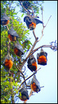 Fruit Bats