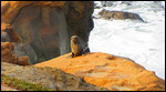 Surprised Fur Seal