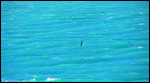 There is an Albatros there honest