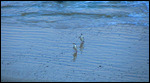 Yellow eyed Penguins