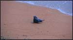 Fur Seal