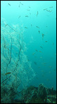 Deep sea black coral