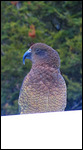 Pesky Kea