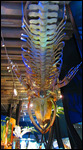 Young Blue whale