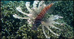 Lion fish